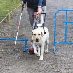 Assistance dog
