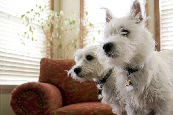 Dogs pets